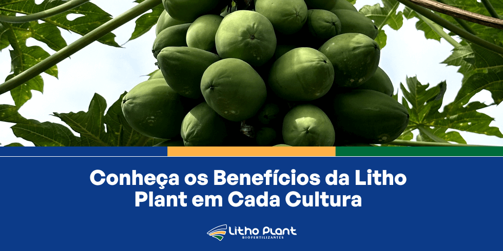 Benefícios da Litho Plant