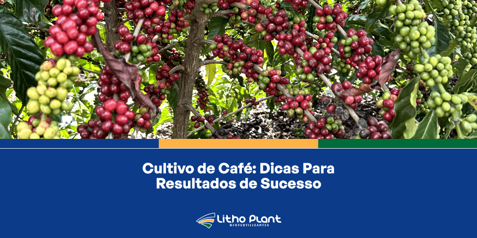 Cultivo de café com bons resultados