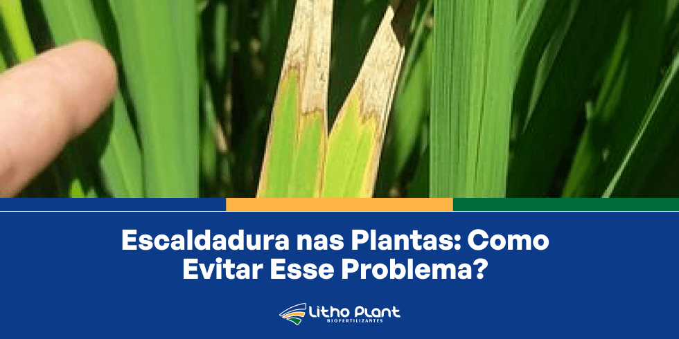 Escaldadura nas plantas